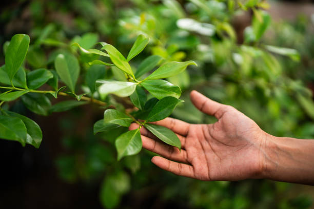 How Our Tree Care Process Works  in  Siler City, NC