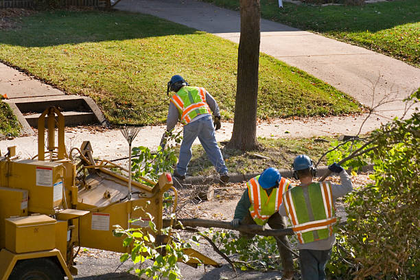 Best Root Management and Removal  in Siler City, NC