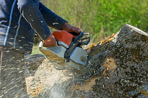 Best Tree Maintenance Programs  in Siler City, NC